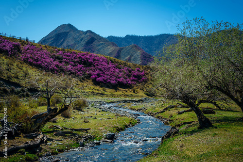 Small mountain stream among the flowering hills and mountains covered with forest. Glitter of water, blue sky and pink flowers, beautiful sunny spring day in the Altai mountains. Amazing landscape. © exebiche