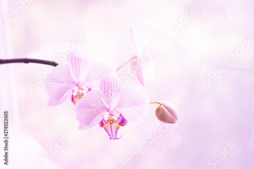 A flower of magnificent pink orchid close up. Selective focus. Horizontal frame. Fresh flowers natural background macro.