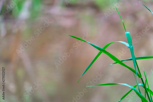 Close up of vivid green grasses in the forest against a blurred background © Jason