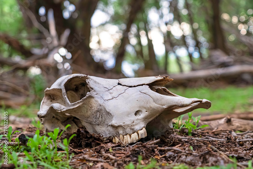 Close up of an animal skull in the forest with blurry trees and sky background © Jason