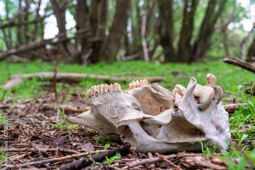 White skull of a dead animal in the wilderness against blurred tree trunks
