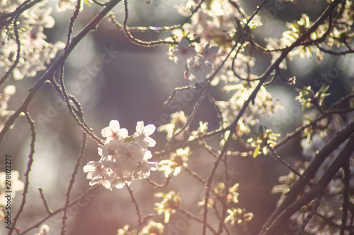 Cherry blossom flowers gleaming in the sun