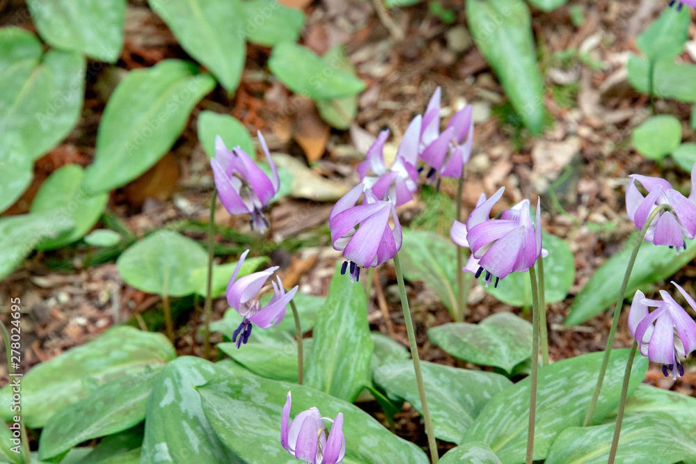 Growing of wild dogtooth violet in Japan Growing of wild dogtooth violet in Japan