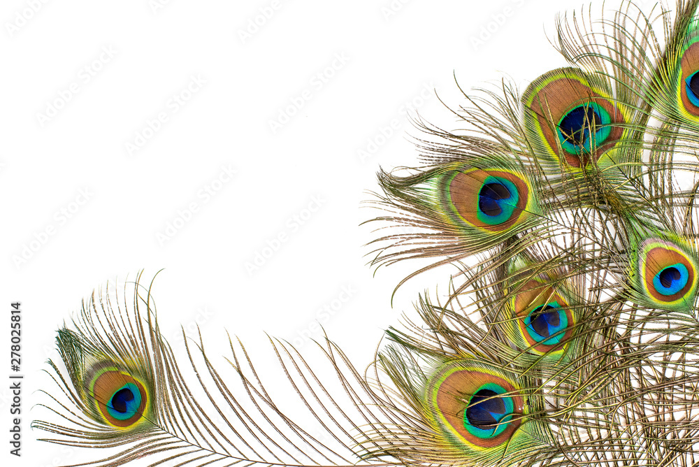 Fototapeta premium Peacock feathers on white background with copy space