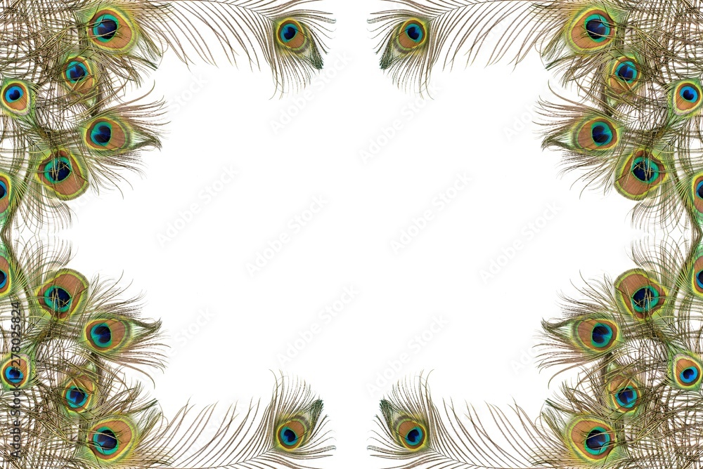 Fototapeta premium Peacock feathers on white background with copy space