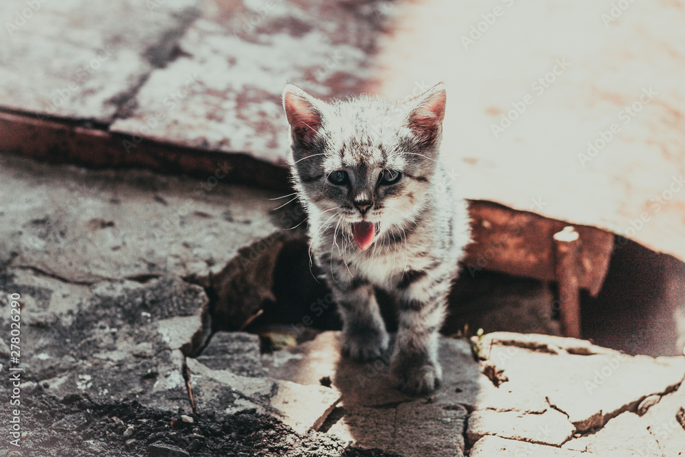 Φωτογραφία homeless gray tabby charismatic kitten on the street in ruins causes pity and sa