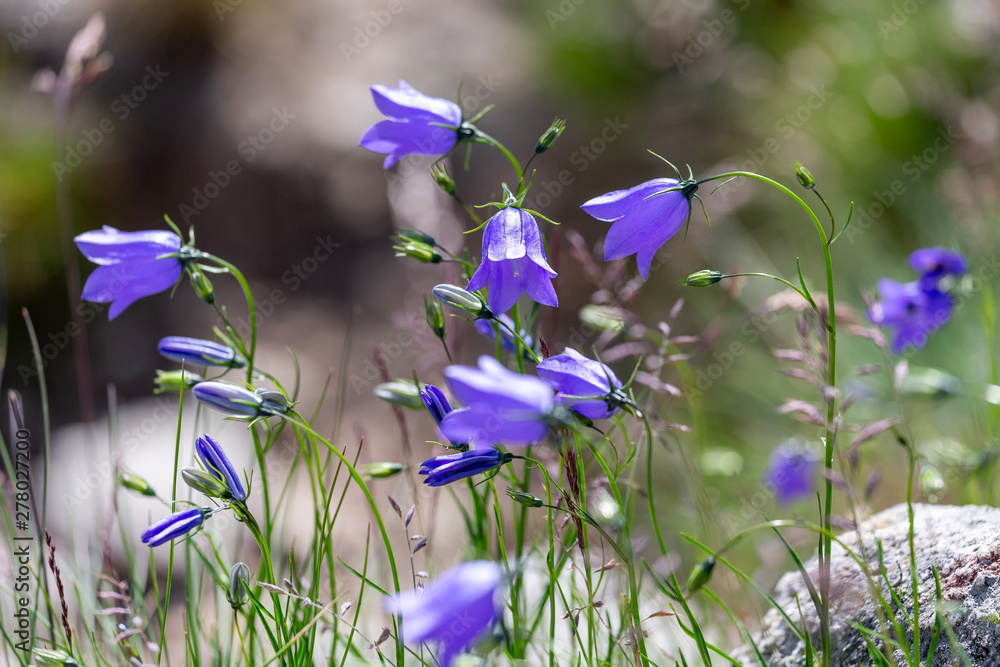 Tableau sur toile Wild bluebells in the mountains in summer
