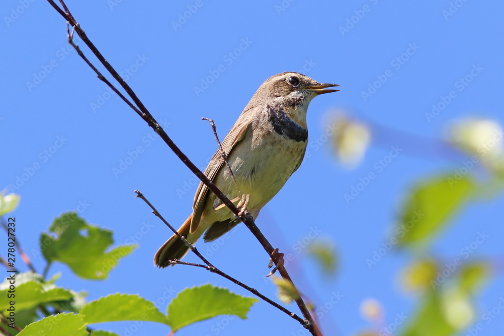 Luscinia svecica pallidogularis. Beautiful female bluethroats in the summer on the background of blue sky Luscinia svecica pallidogularis. Beautiful female bluethroats in the summer on the background of blue sky