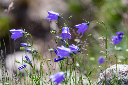 Wild bluebells in the mountains in summer photo