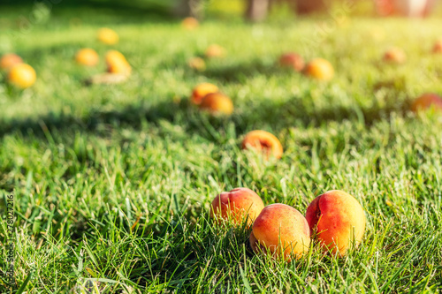 Ripe tasty sweet juicy fallen apricots lying in green grass lawn in fruit garden at backyard due to strong wind weather. Summer fruit vitamins