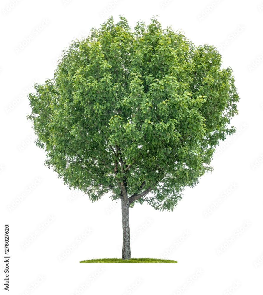 Isolated tree on a white background - Sorbus aucuparia - Rowan Isolated tree on a white background - Sorbus aucuparia - Rowan