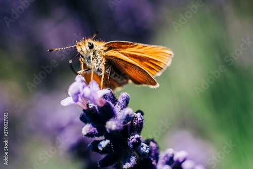 Butterfly on a lavender