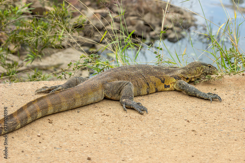 nile monitor lizard
