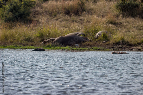 Hippopotamus sunbathing
