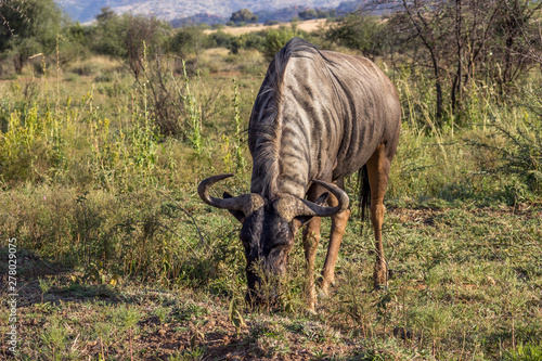 Blue Wildebeest