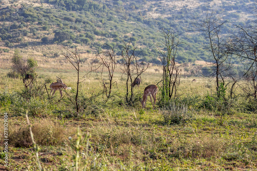 Impala antelope , Pilanesberg National Park
