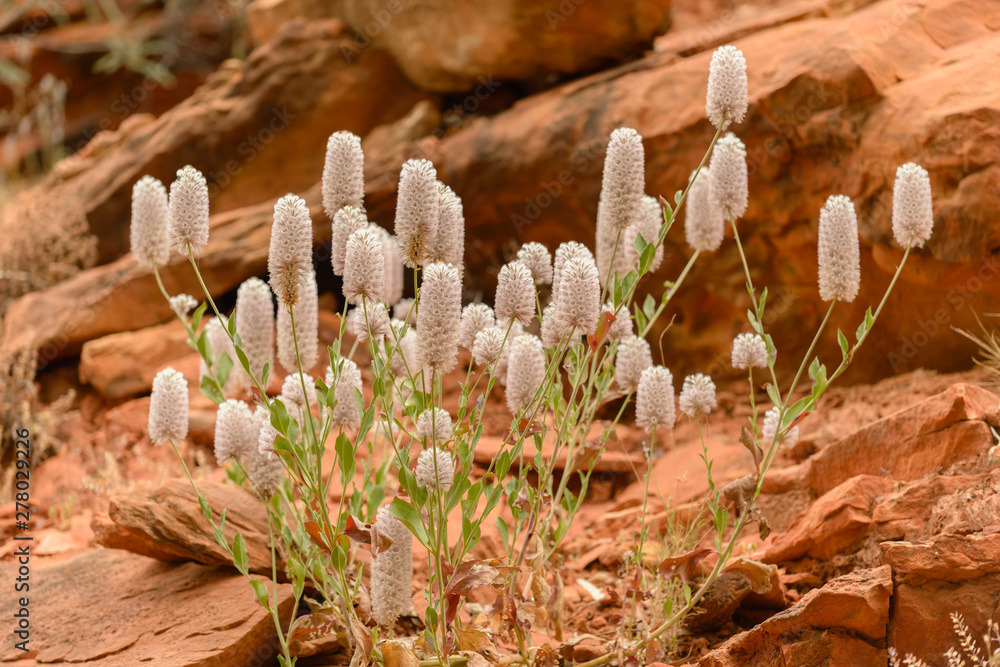 Φωτογραφία Pink Mulla Mulla wildflowers (Ptilotus exaltatus)growing in the red centre of Australian desert near Alice Springs