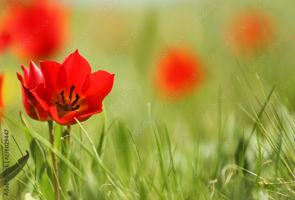 Multicolored tulips, wild tulips Schrenk, spring flowers bloom Multicolored tulips, wild tulips Schrenk, spring flowers bloom