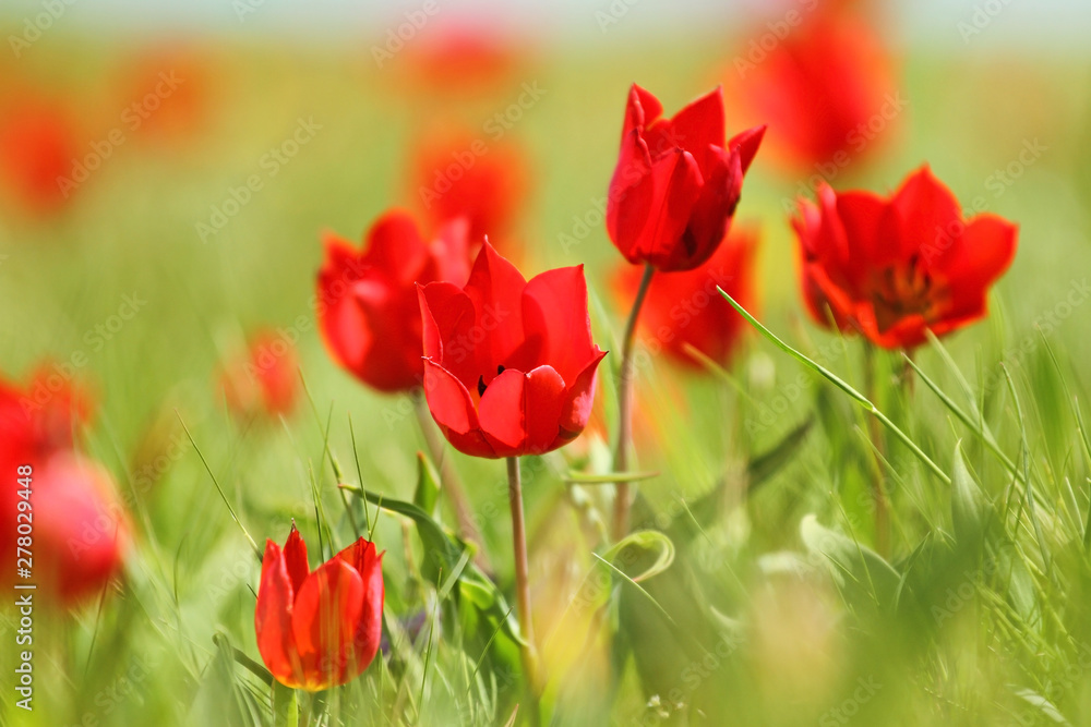 Obraz premium Multicolored tulips, wild tulips Schrenk, spring flowers bloom