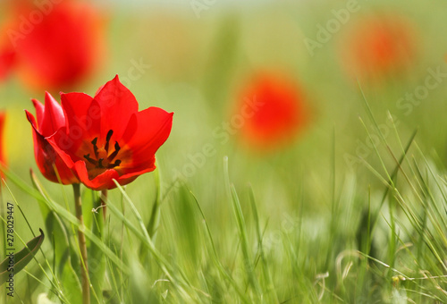 Multicolored tulips, wild tulips Schrenk, spring flowers bloom