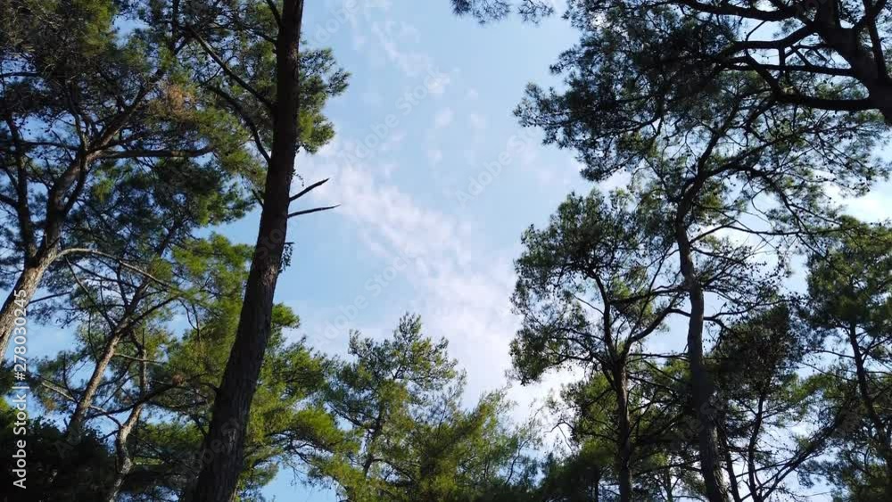 A tilting camera clip from Aegean pine forests taken in the spring. Shot and presented at 60 fps A tilting camera clip from Aegean pine forests taken in the spring. Shot and presented at 60 fps