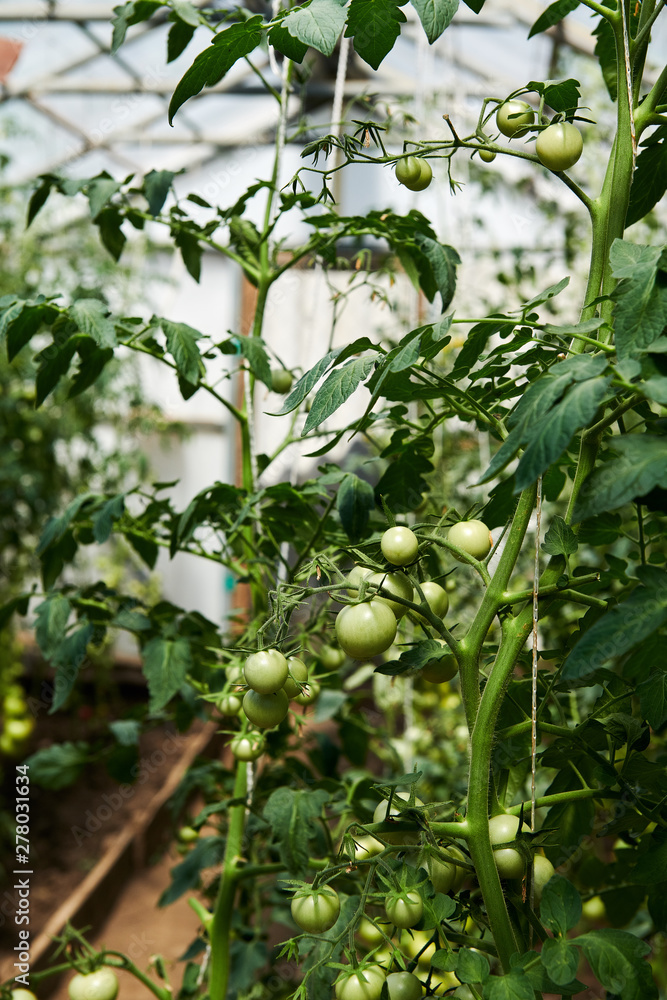 Fototapeta premium Tomatoes plants growing in greenhouse