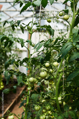 Tomatoes plants growing in greenhouse