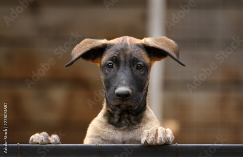 Obraz na płótnie Cute puppy, belgian shepherd malinois dog, portrait of a puppy