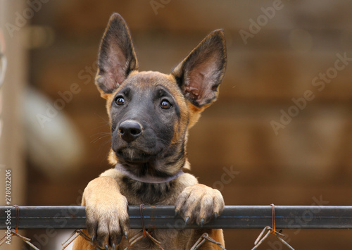 фотографія Cute puppy, belgian shepherd malinois dog, portrait of a puppy
