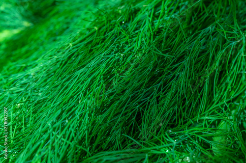 seasoning for food from fresh greens macro photography