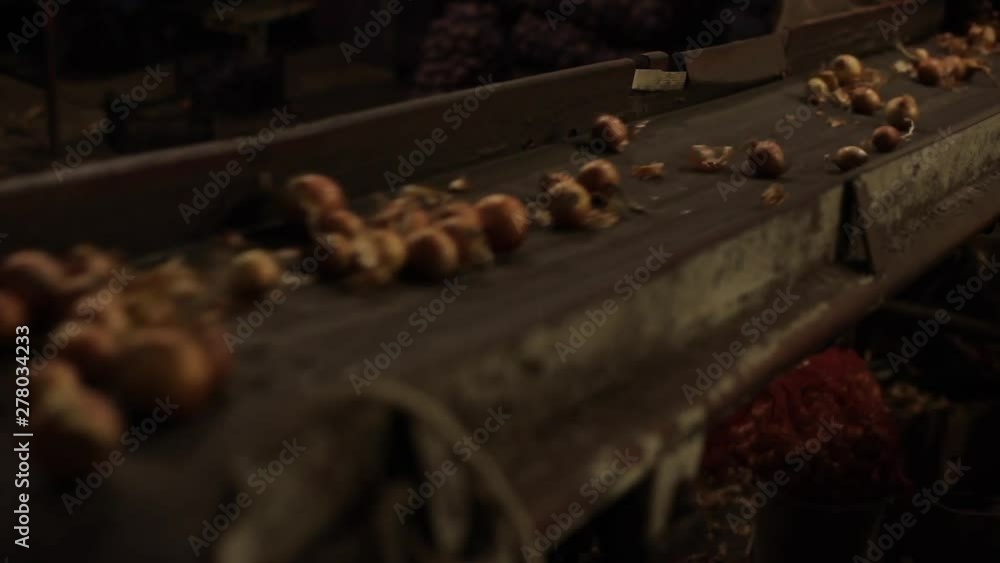 Onion sorting, processing and packing factory. Onion moving on a tractor conveyor, close up. Onion sorting, processing and packing factory. Onion moving on a tractor conveyor, close up.