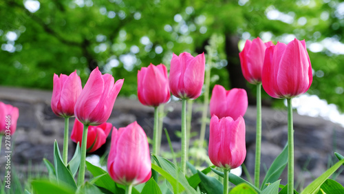 Beautiful fresh tulips background