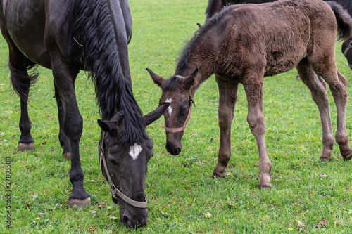 Schilderij op canvas Black kladrubian horse, mare with foal