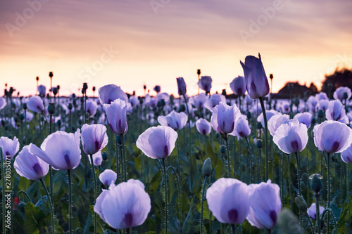 field of purple poppies at sunset