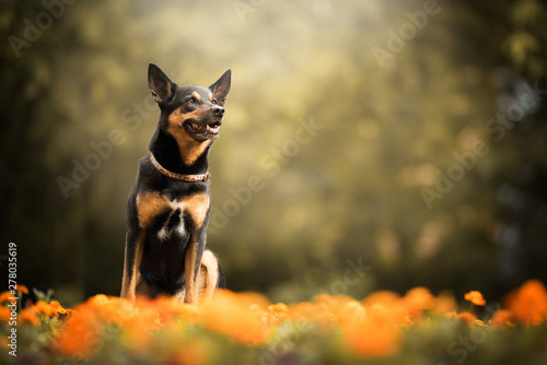 Kelpie dog - with orange flowers © Kateřina Zajíčková