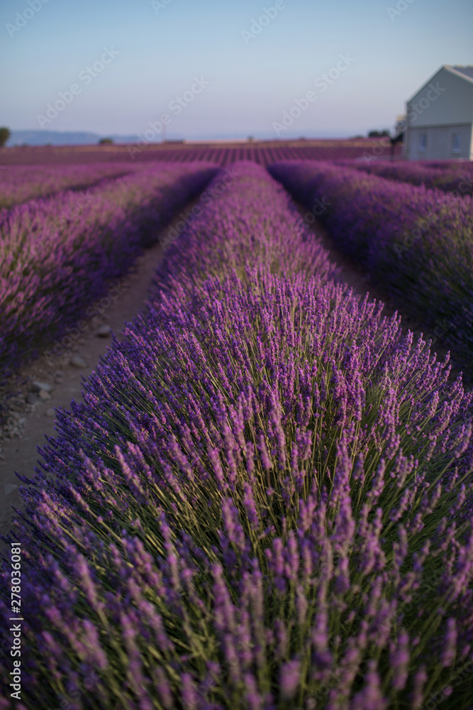 Obraz premium Blossom lavender field in summer landscape near Valensole. Provence,France