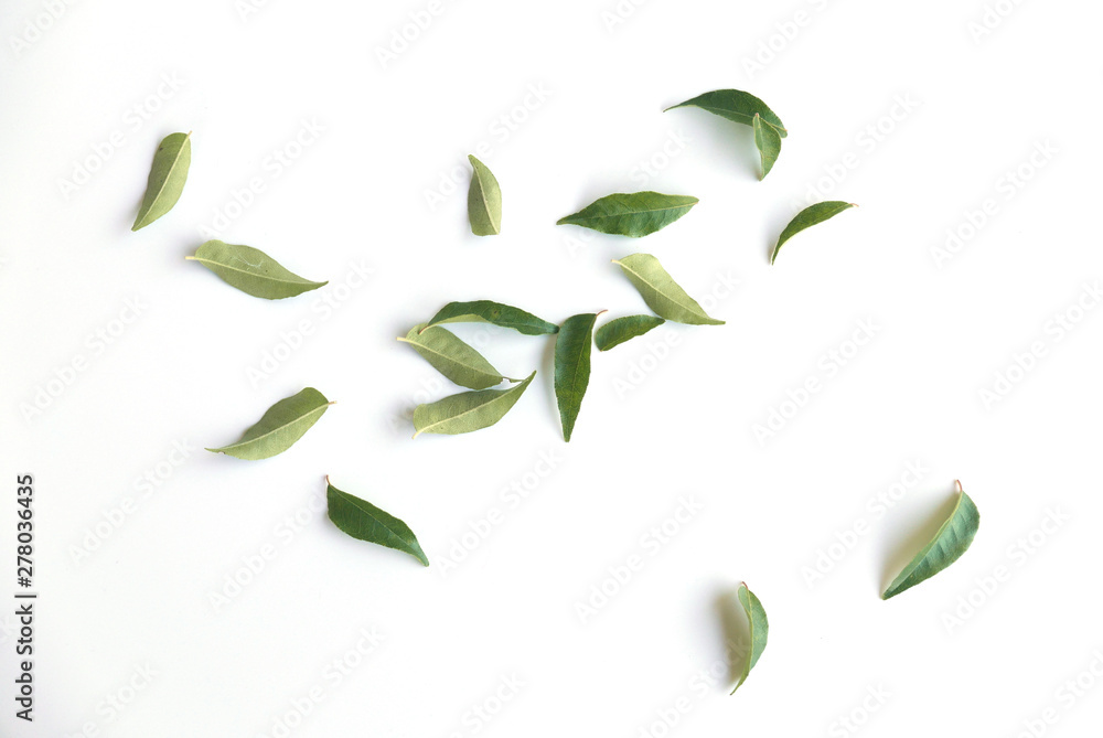 Curry leaves isolated on white background. - obrazy, fototapety, plakaty 