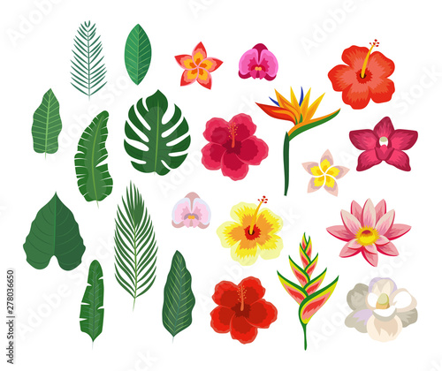 Tropical flowers and leaves, collection isolated elements. Vector illustration design template in flat style