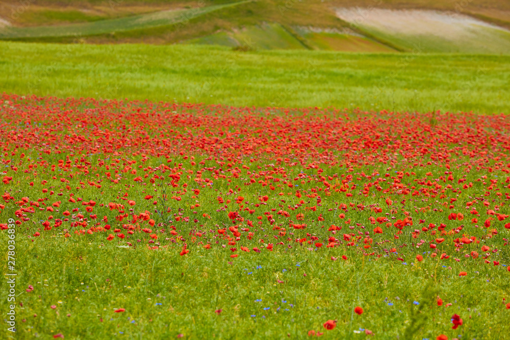 beautiful landscape of the large plain of Castelluccio di Norcia, situated in the umbria region, in the park of the Sibillini mountains, the crops in bloom create a suggestion of colors and shapes.