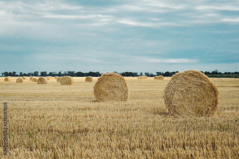 Summer meadow landscape with yellow golden bales of hay bale in the stubble field. Agricultural field and a blue sky with clouds.