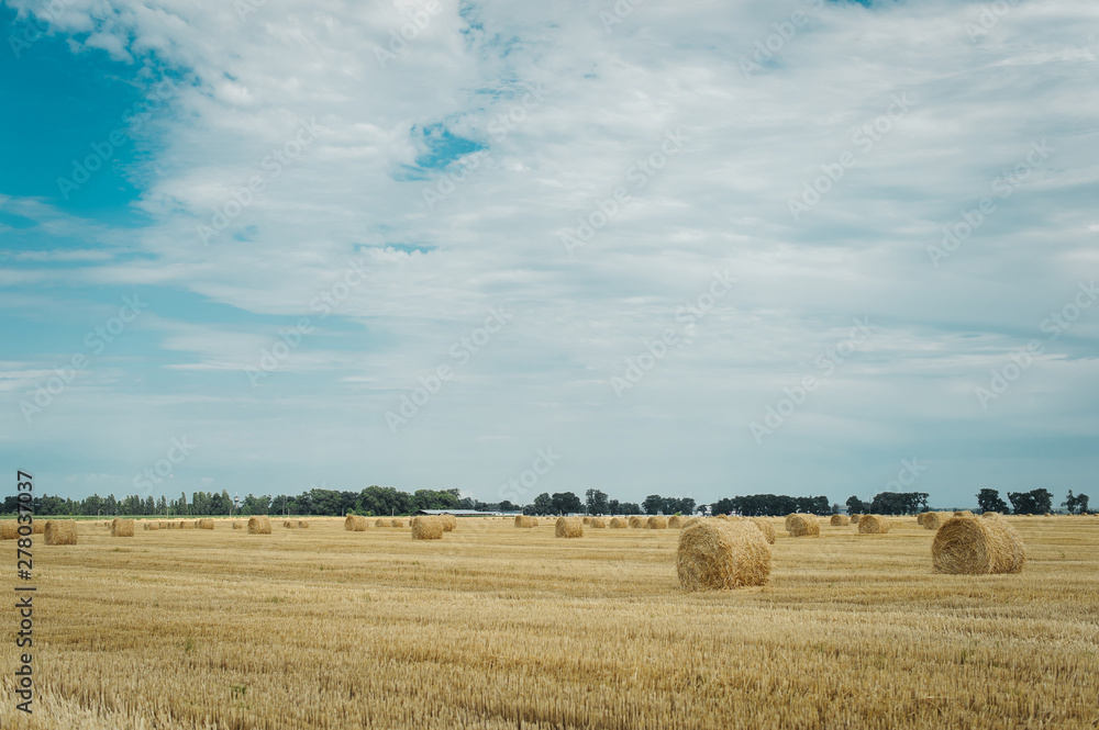 Fototapeta premium Summer meadow landscape with yellow golden bales of hay bale in the stubble field. Agricultural field and a blue sky with clouds.