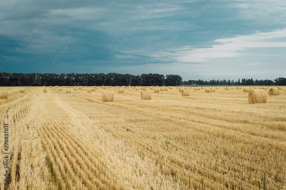 Summer meadow landscape with yellow golden bales of hay bale in the stubble field. Agricultural field and a blue sky with clouds.