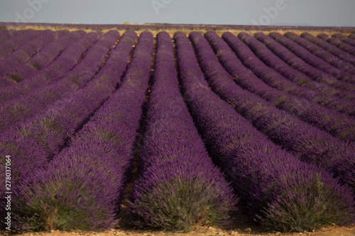 Blossom purple lavender fields in summer landscape near Valensole. Provence France 2019