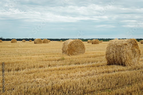 Summer meadow landscape with yellow golden bales of hay bale in the stubble field. Agricultural field and a blue sky with clouds.