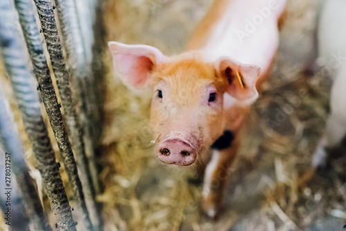 young piglets in agricultural livestock farm