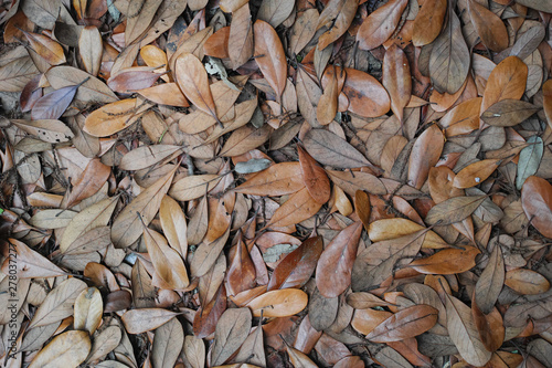 自然落下で重なった茶色い落ち葉を俯瞰撮影した写真