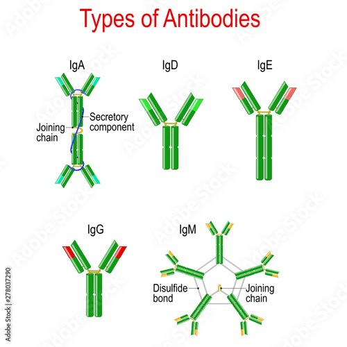 Types of Antibodies. immunoglobulin structure