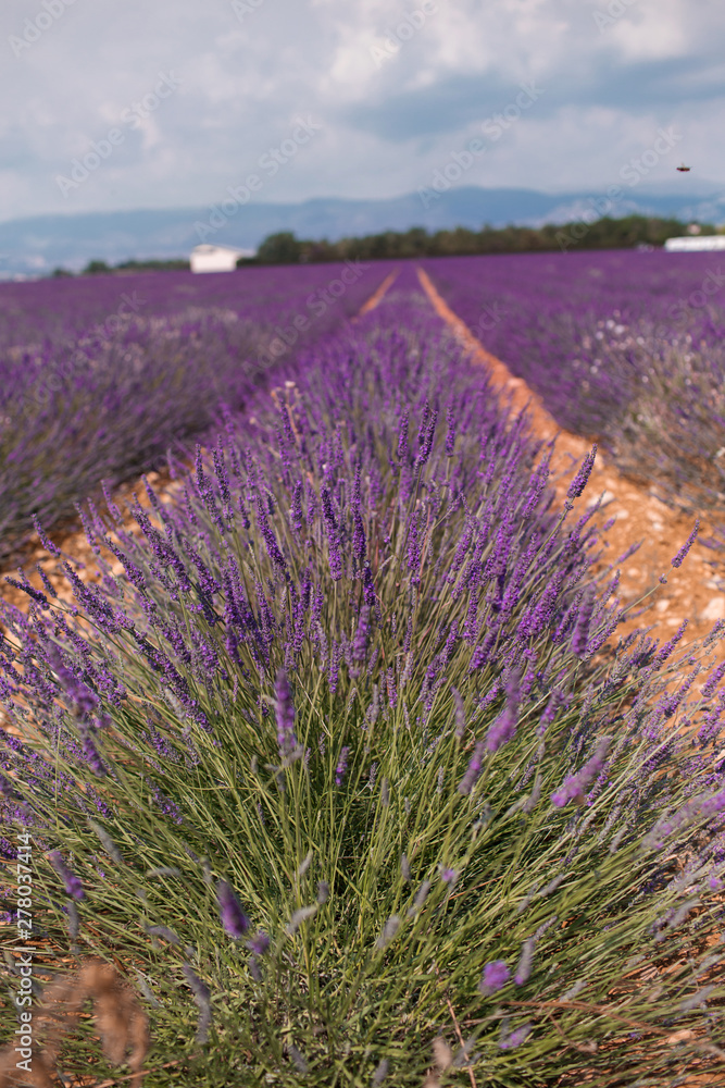 Obraz premium Blossom purple lavender fields in summer landscape near Valensole. Provence,France 2019