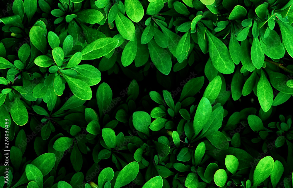 Bright Green leaves texture.