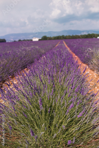 Blossom purple lavender fields in summer landscape near Valensole. Provence France 2019